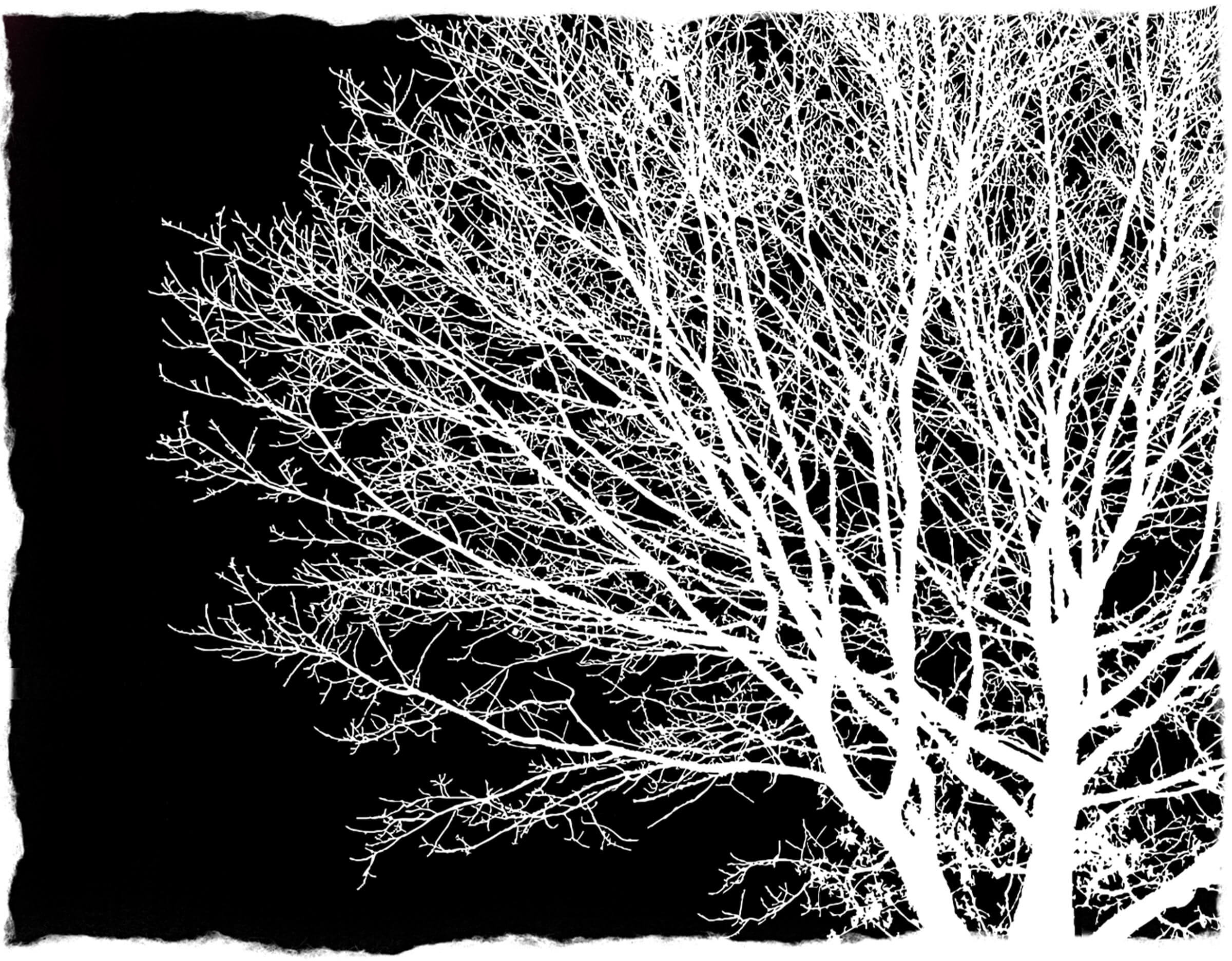 Tree Silhouette Procreate Stamps